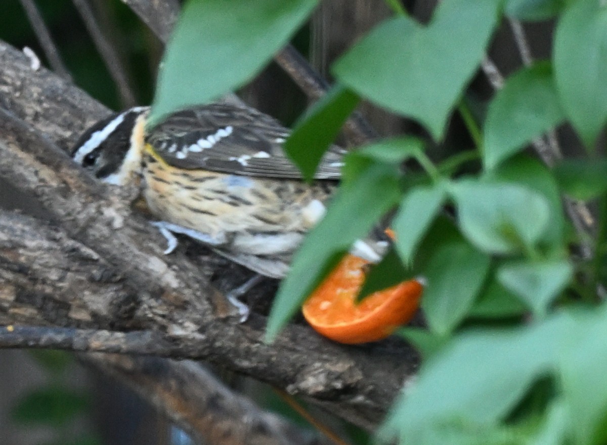 Rose-breasted/Black-headed Grosbeak - ML620471287