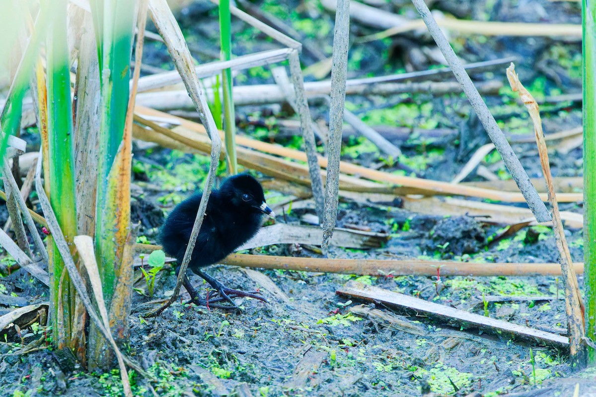 Virginia Rail - ML620471289