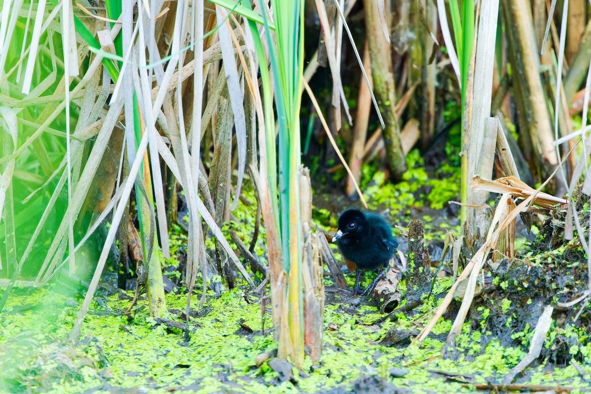 Virginia Rail - ML620471291