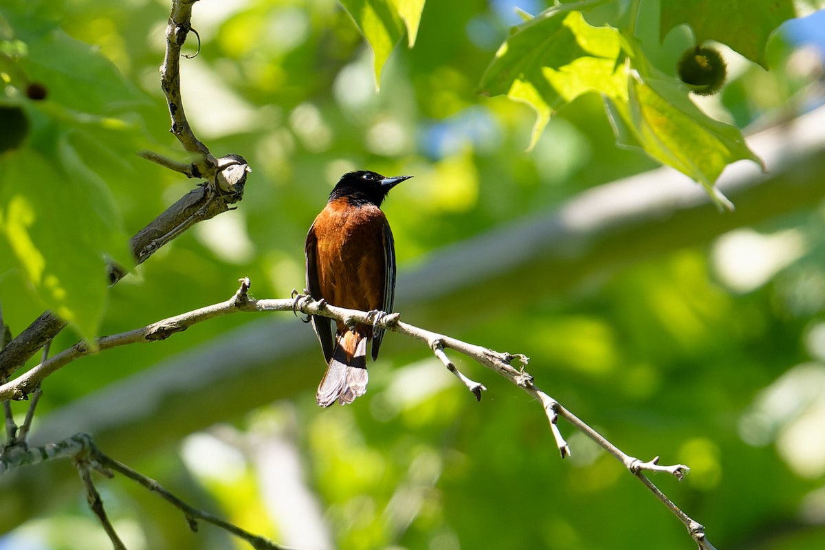Orchard Oriole - ML620471292