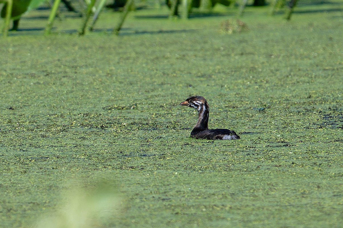 Pied-billed Grebe - ML620471296