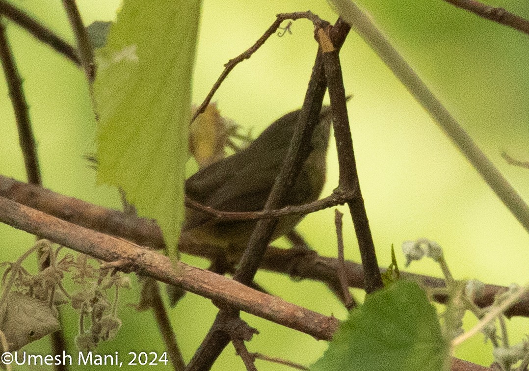 Aberrant Bush Warbler - ML620471302