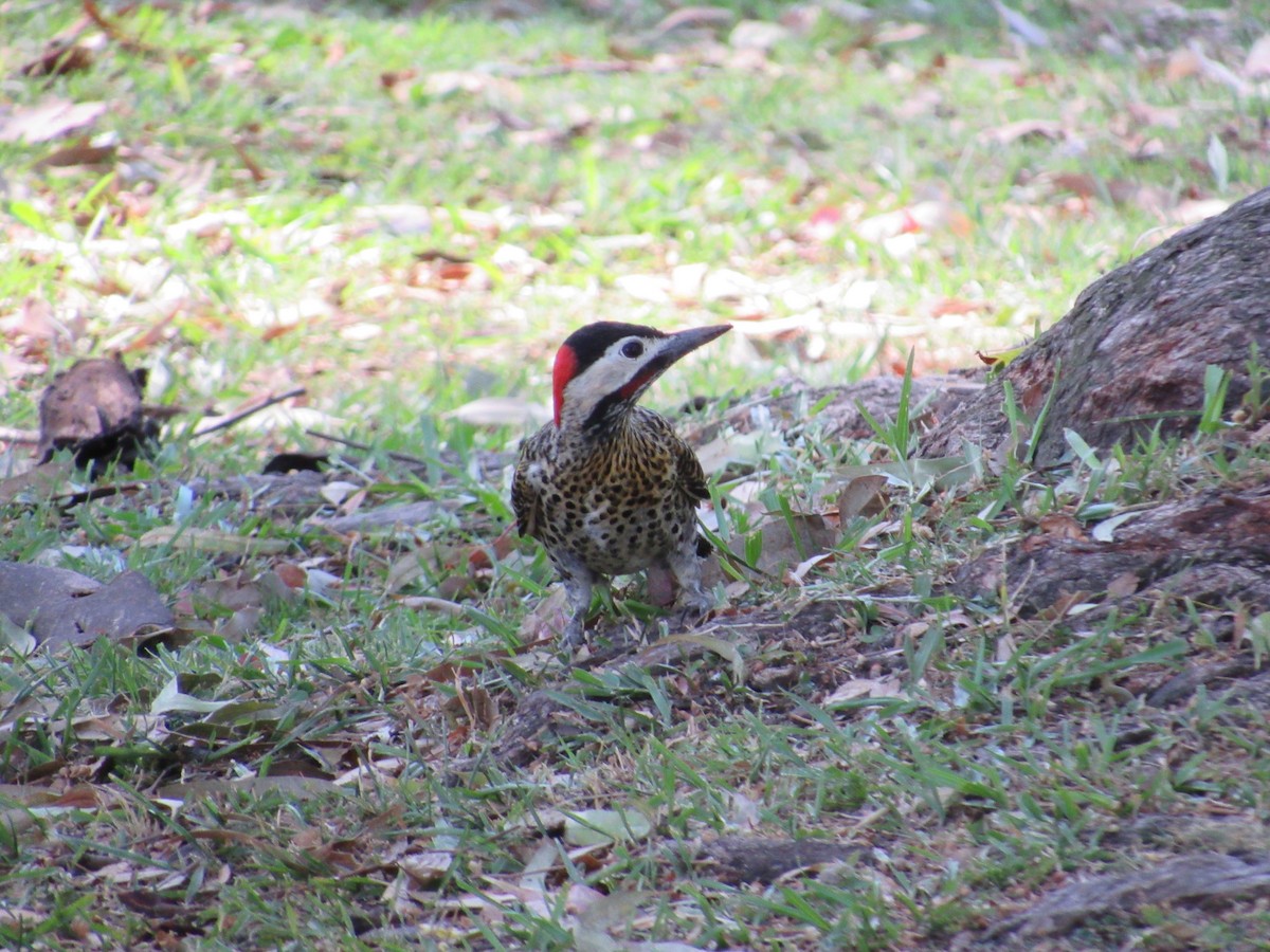 Green-barred Woodpecker - ML620471306