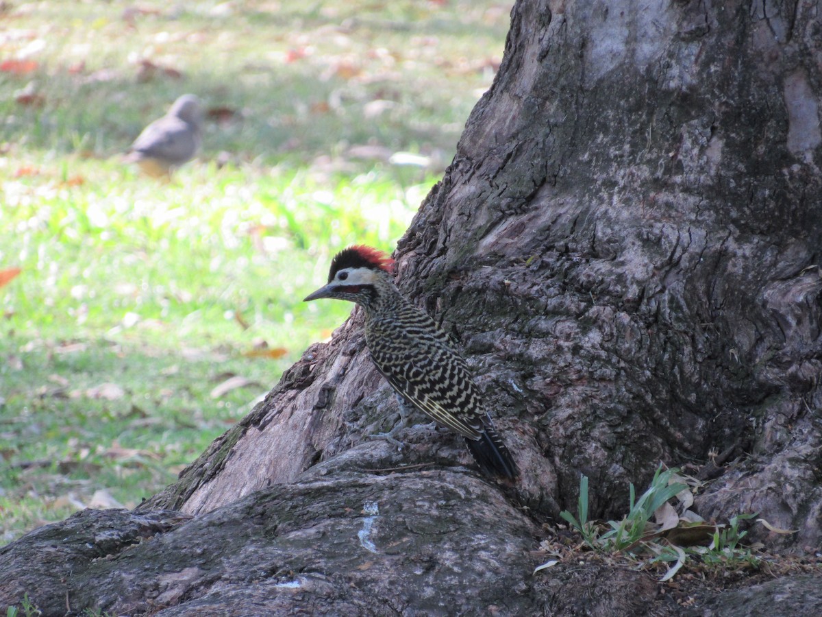 Green-barred Woodpecker - ML620471308