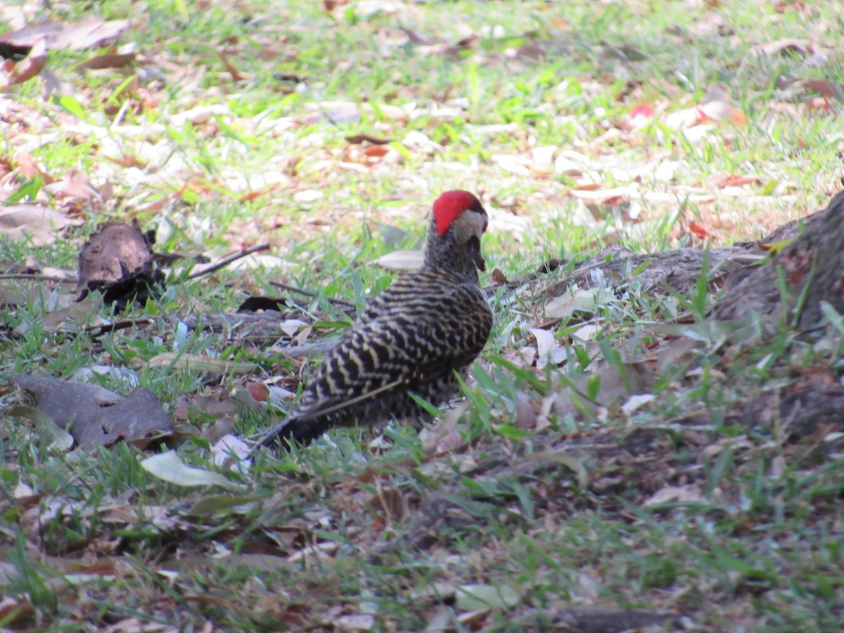 Green-barred Woodpecker - ML620471309