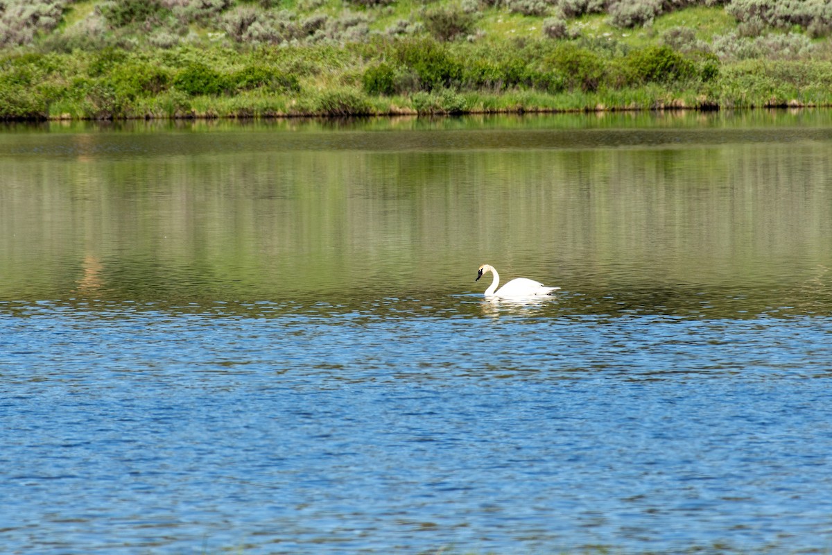 Trumpeter Swan - Tal Pipkin