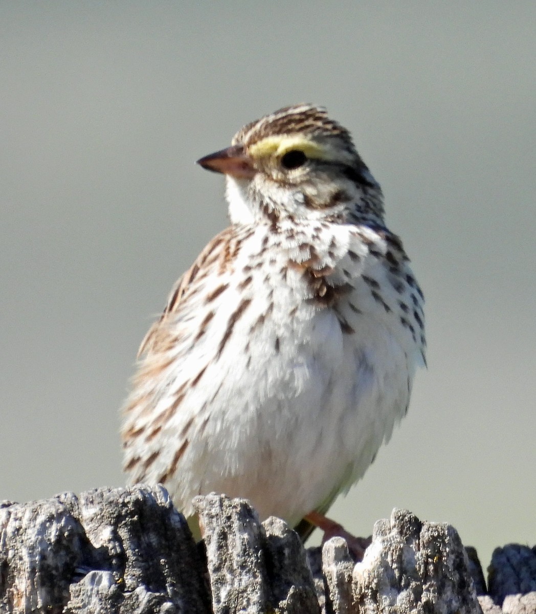 Savannah Sparrow - ML620471312