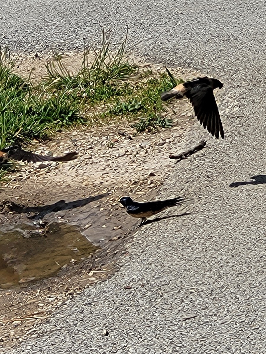 Barn Swallow - ML620471314