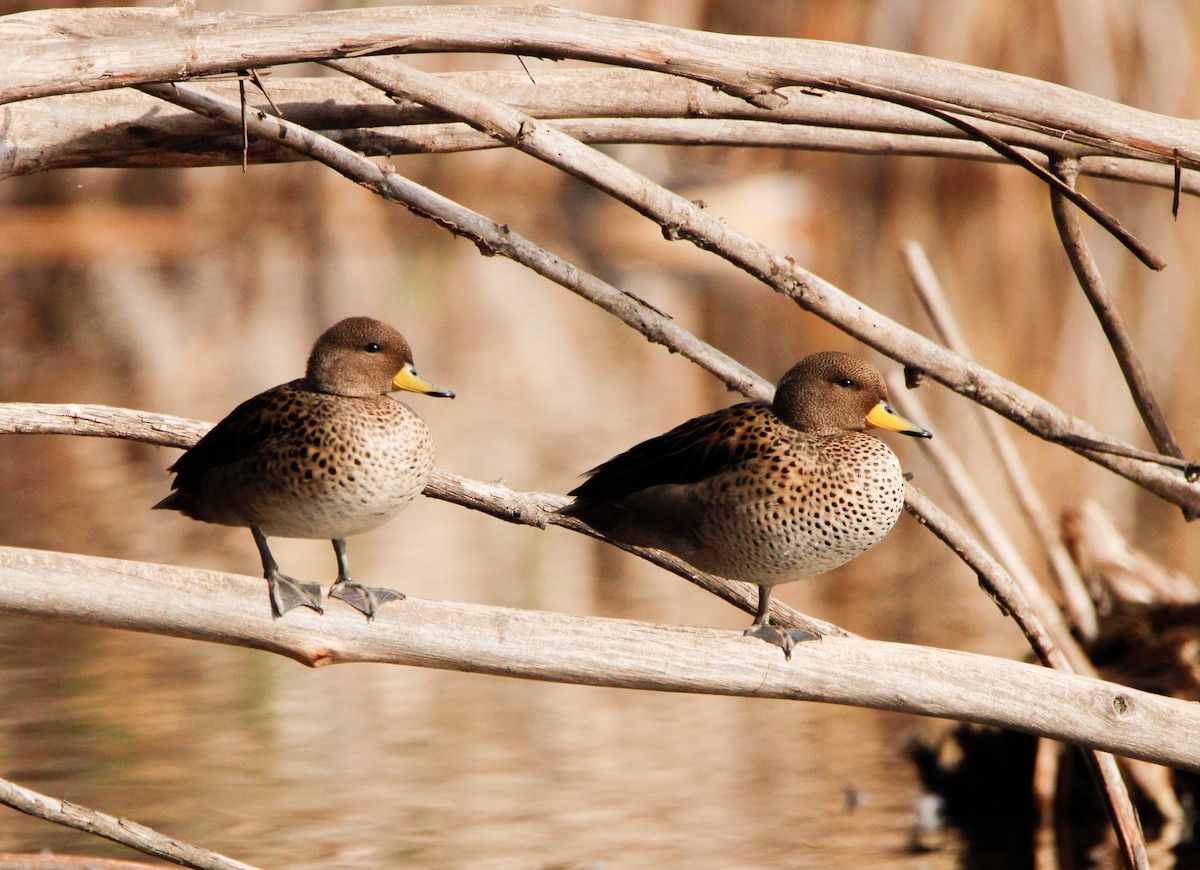 Yellow-billed Teal - ML620471315