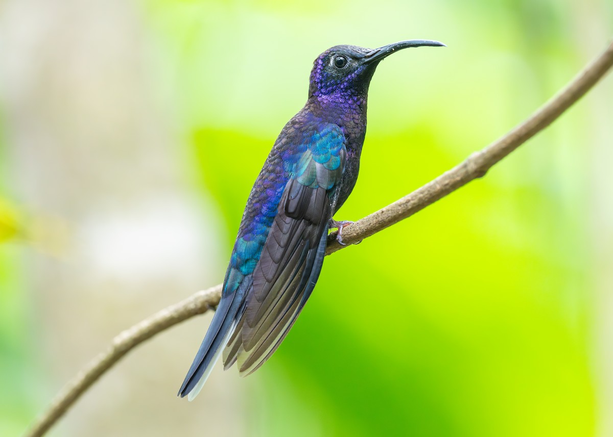 kolibřík fialkový - ML620471317