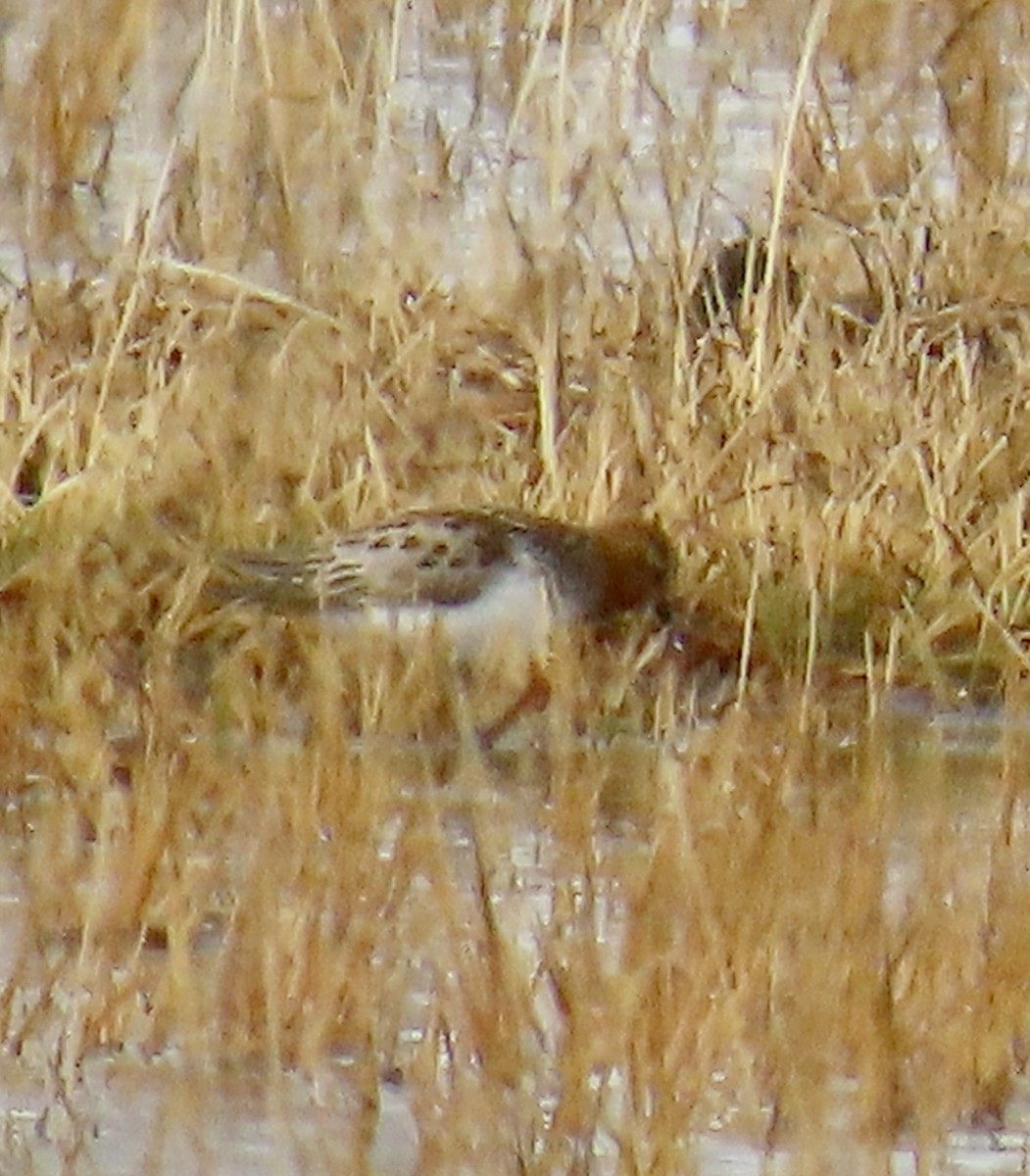 rødstrupesnipe - ML620471322