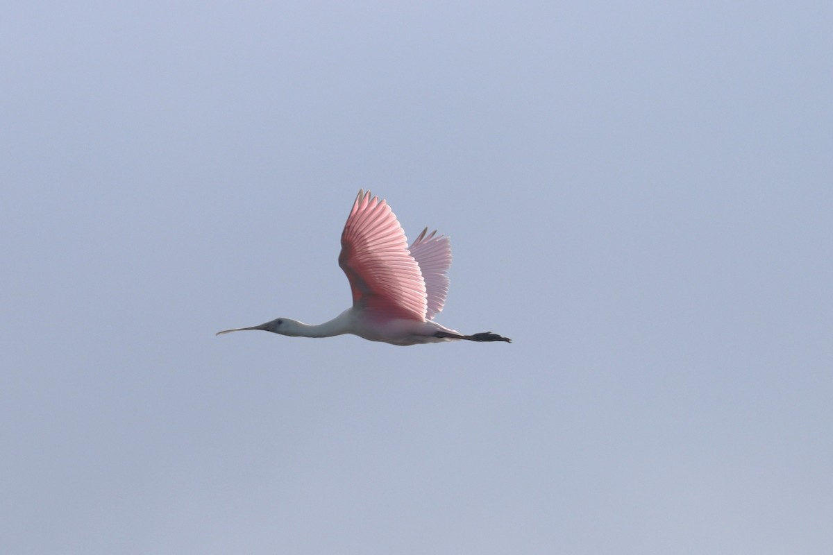 Roseate Spoonbill - Wayne Patterson