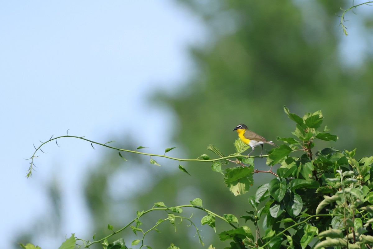 Yellow-breasted Chat - ML620471327