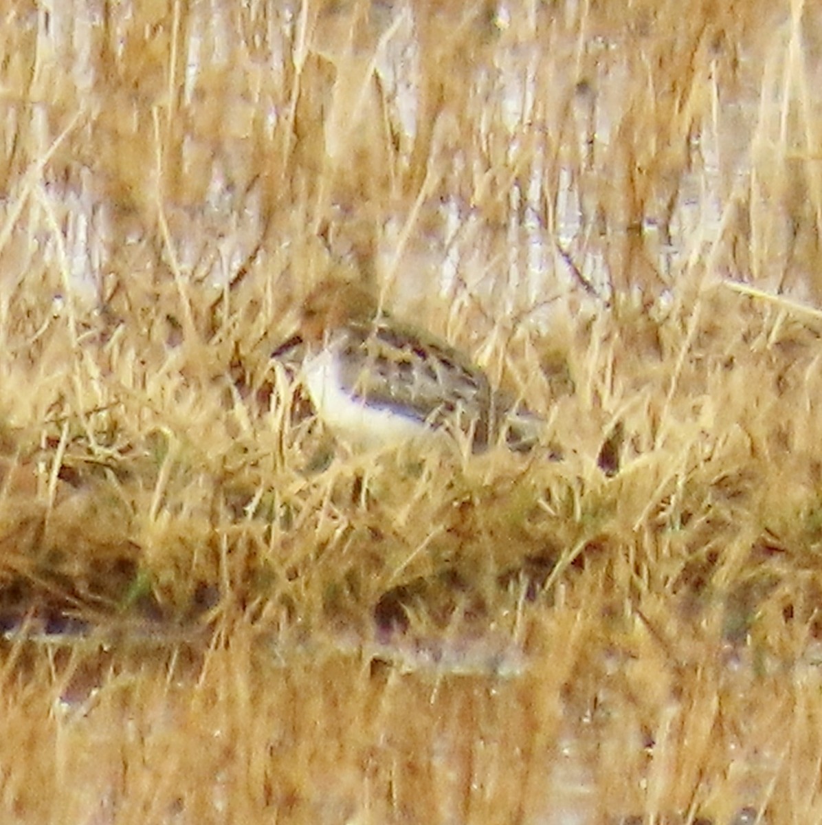 Red-necked Stint - Sally Bergquist