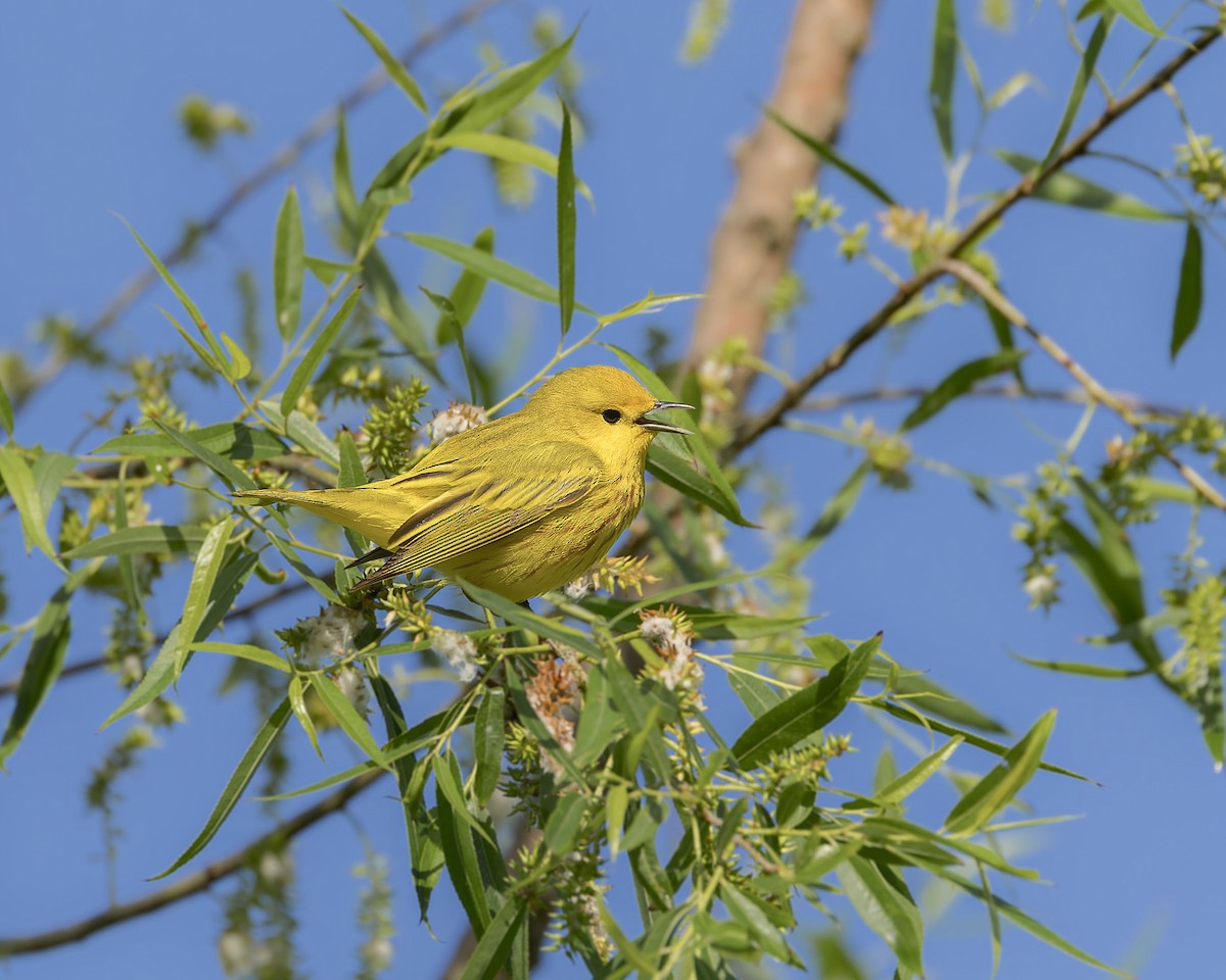 Yellow Warbler (Northern) - ML620471341