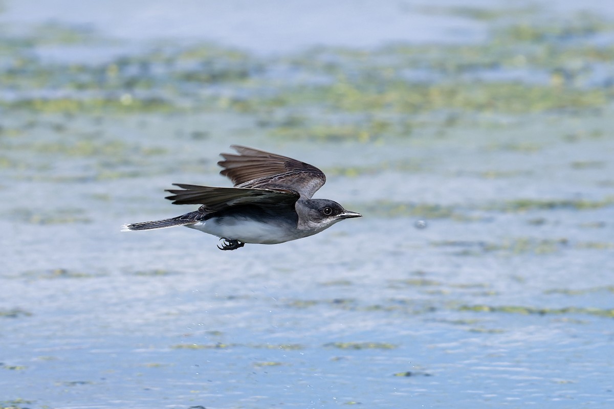 Eastern Kingbird - ML620471343