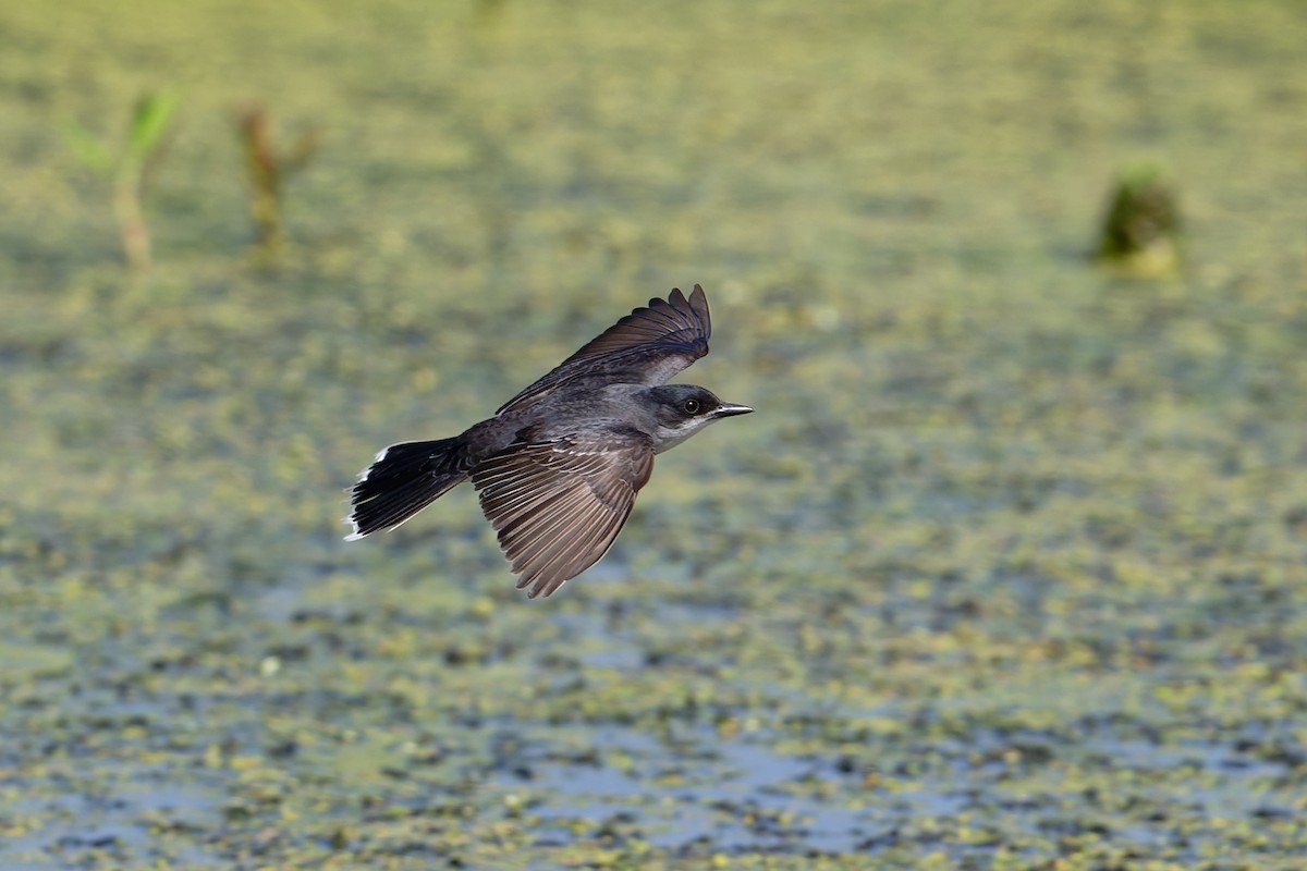 Eastern Kingbird - ML620471345