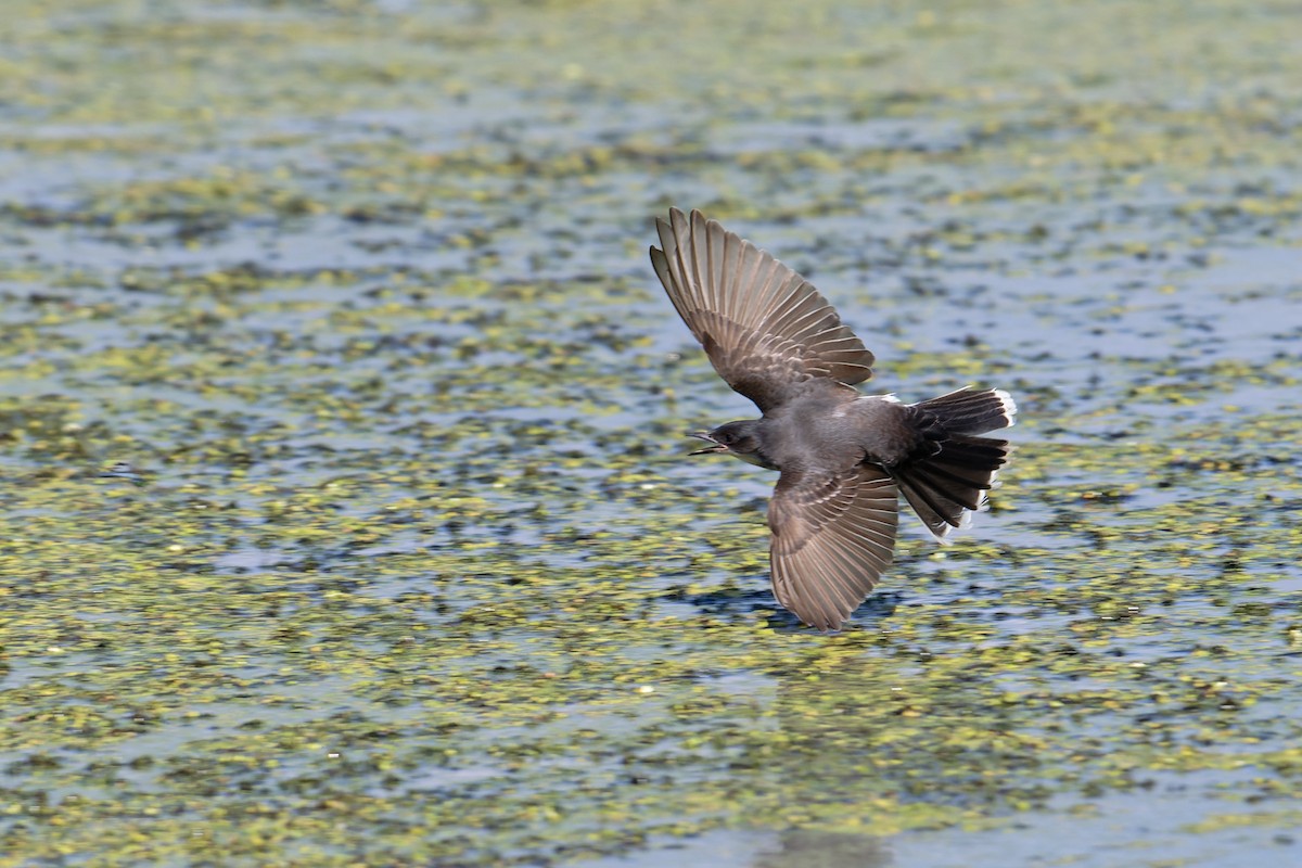 Eastern Kingbird - ML620471348