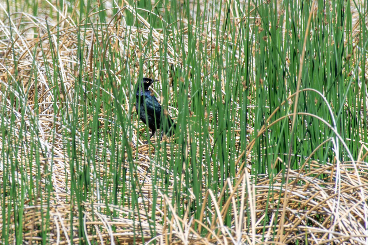 Purpurstärling - ML620471352