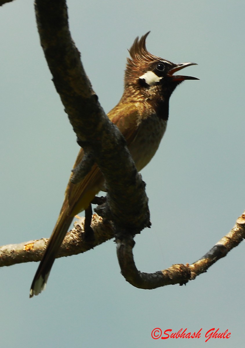 Bulbul à joues blanches - ML620471353