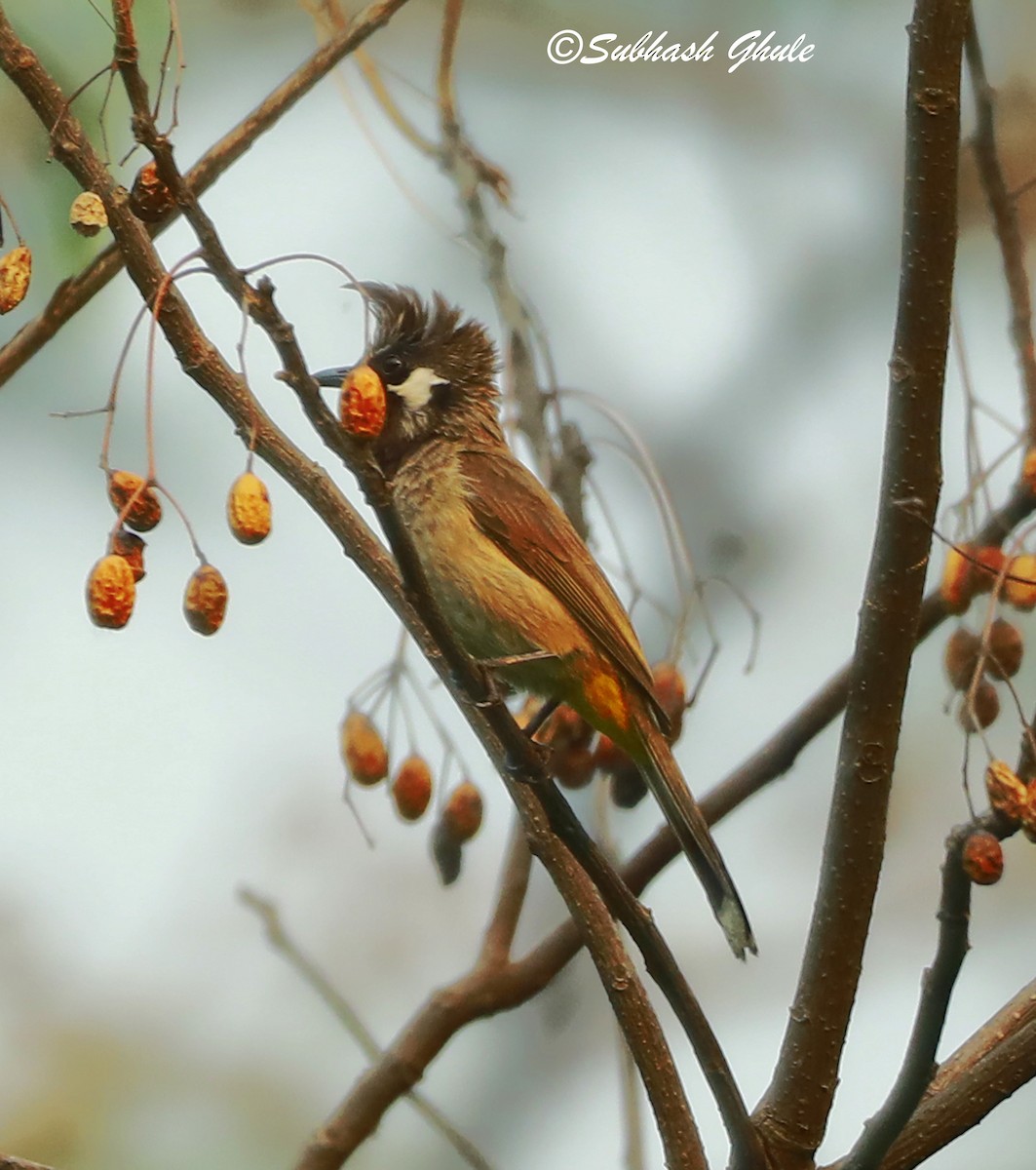 Himalayan Bulbul - ML620471354