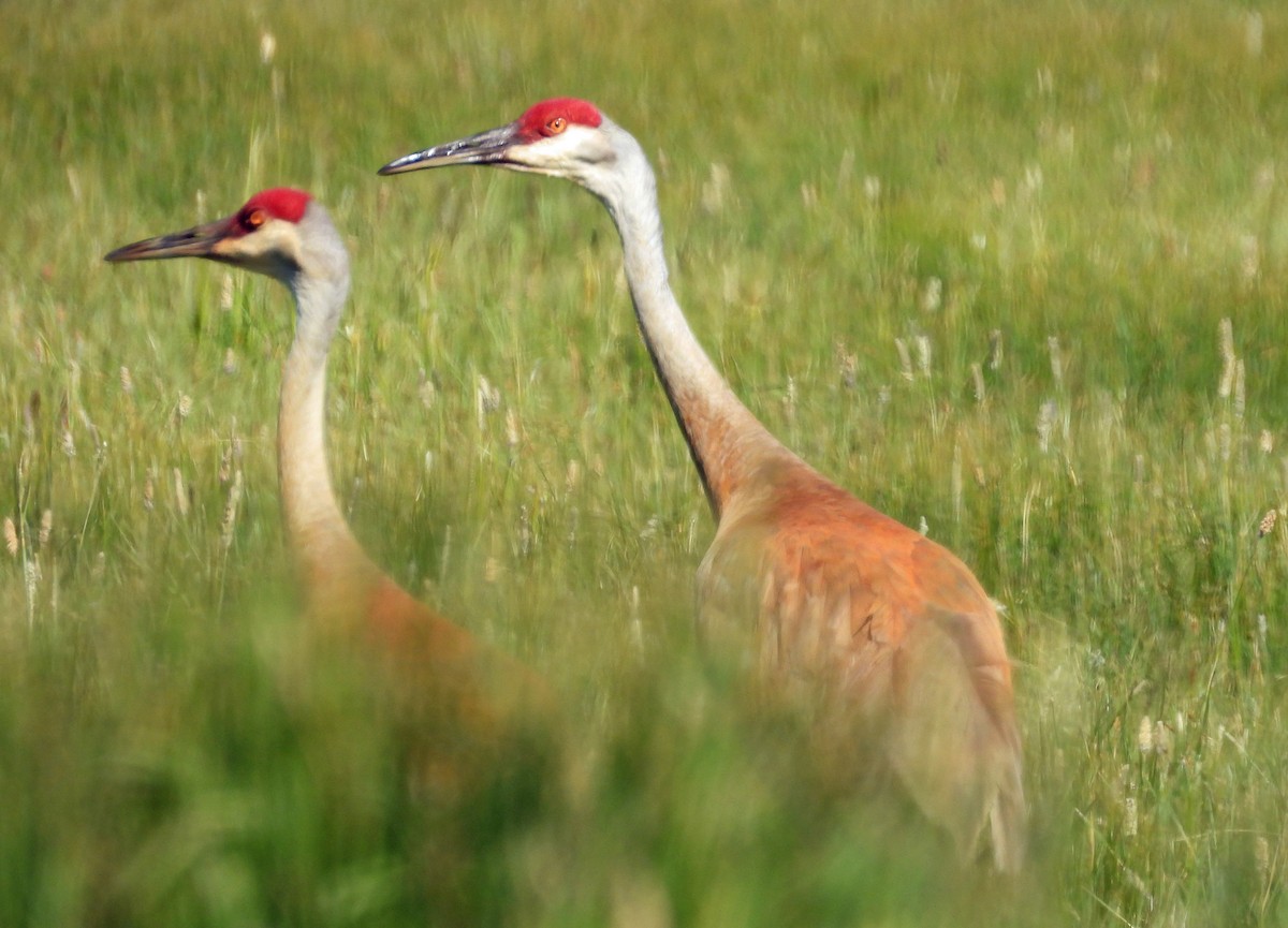 Sandhill Crane - ML620471355