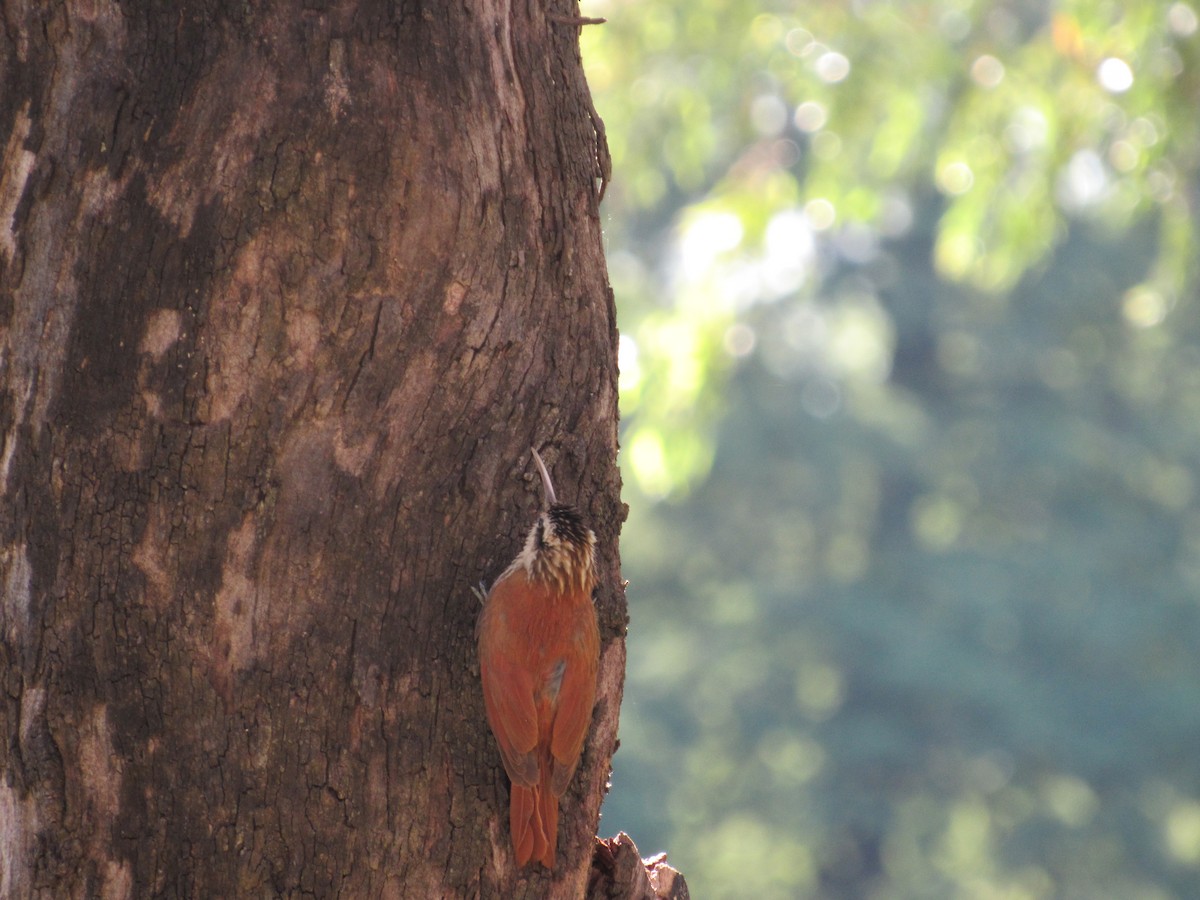 Narrow-billed Woodcreeper - ML620471356