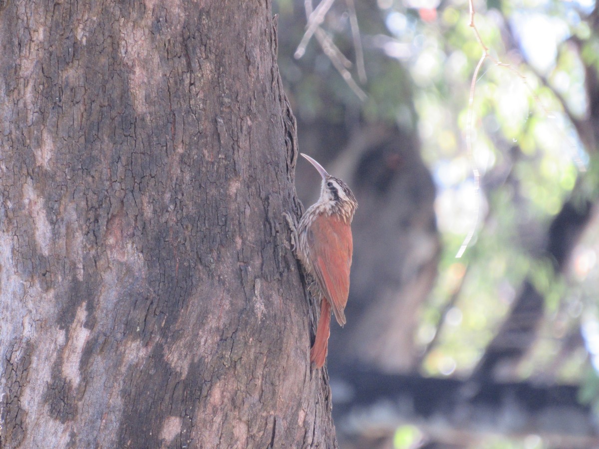 Narrow-billed Woodcreeper - ML620471361