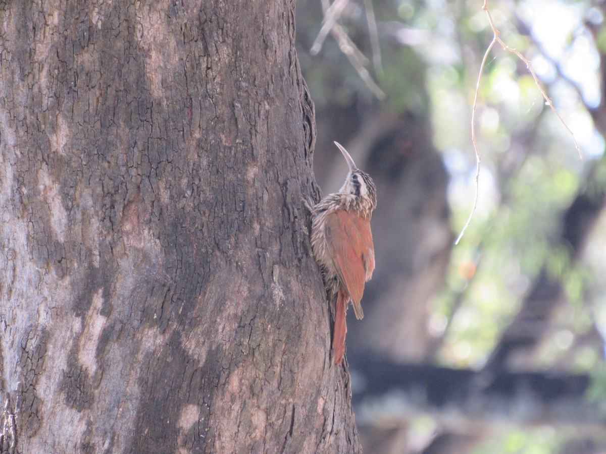 Narrow-billed Woodcreeper - ML620471362