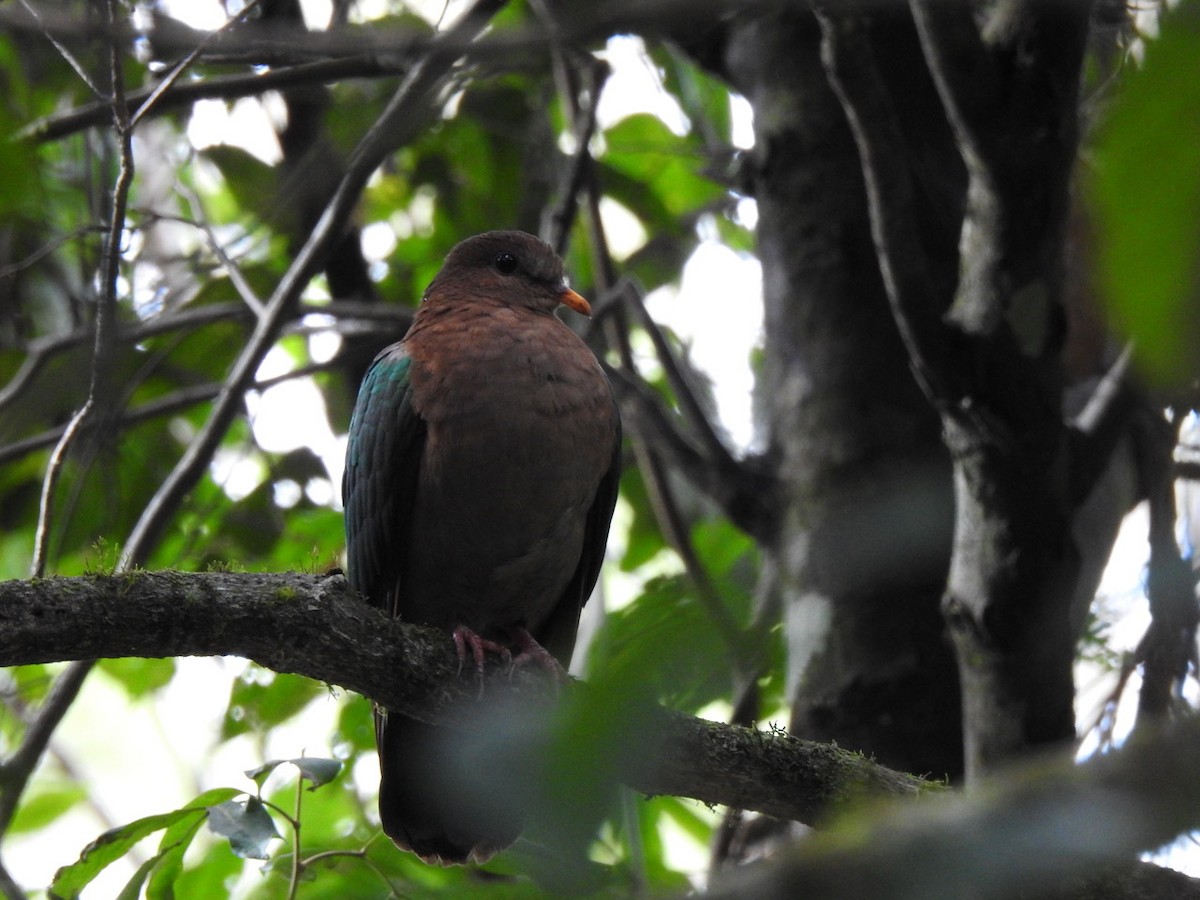 Pacific Emerald Dove - ML620471371