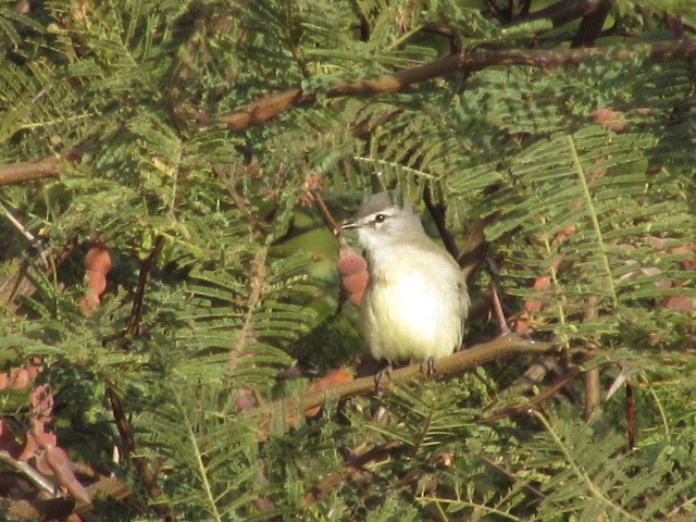 Straneck's Tyrannulet - ML620471374