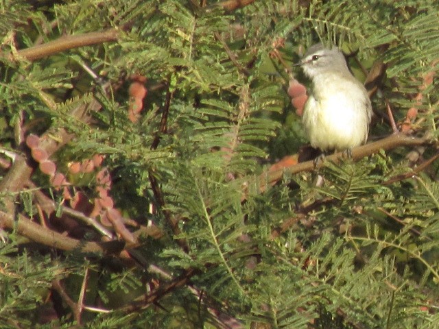 Straneck's Tyrannulet - ML620471375