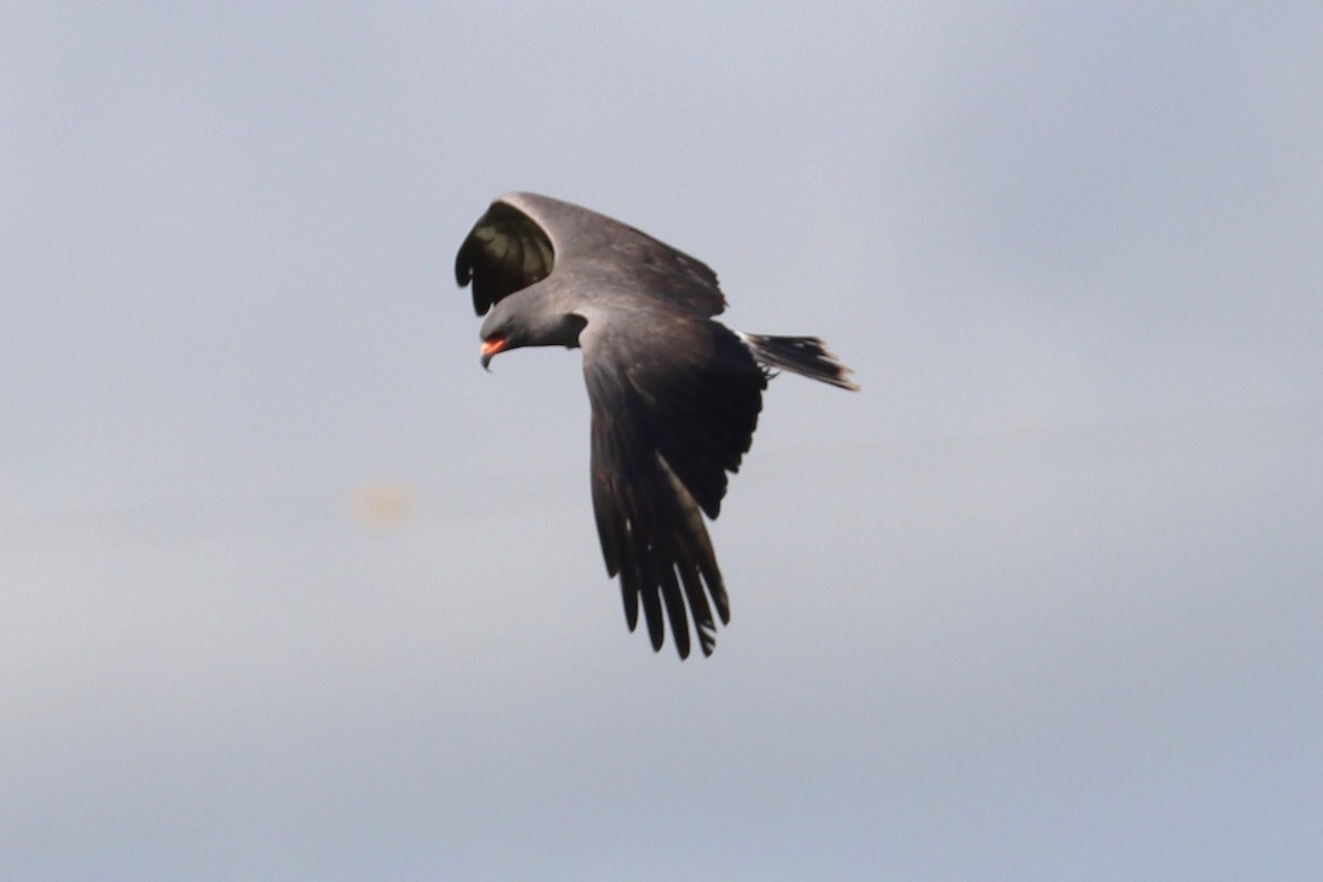 Snail Kite - ML620471379