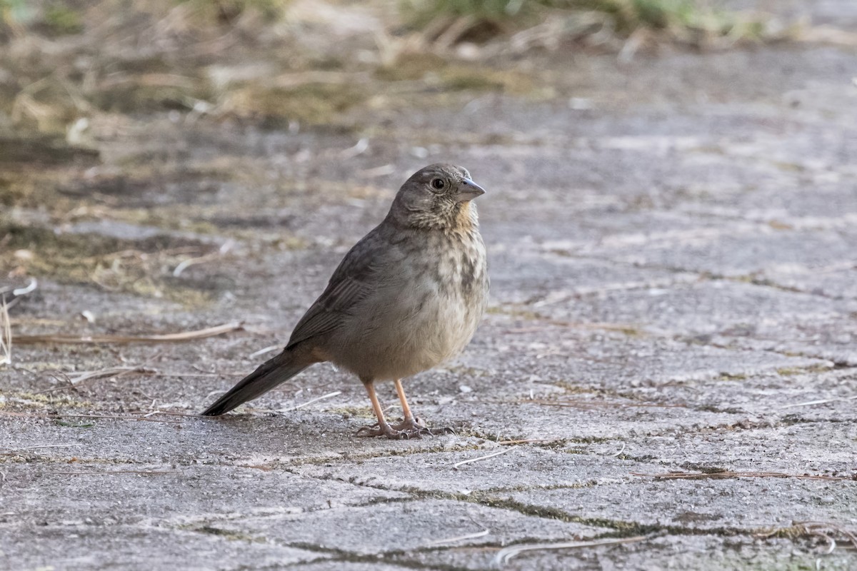 Canyon Towhee - ML620471385