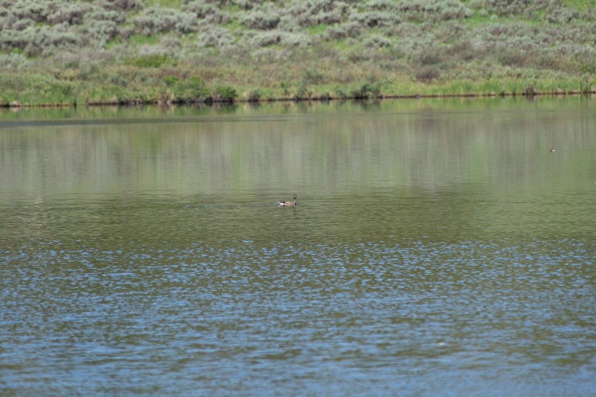 Canard colvert - ML620471388