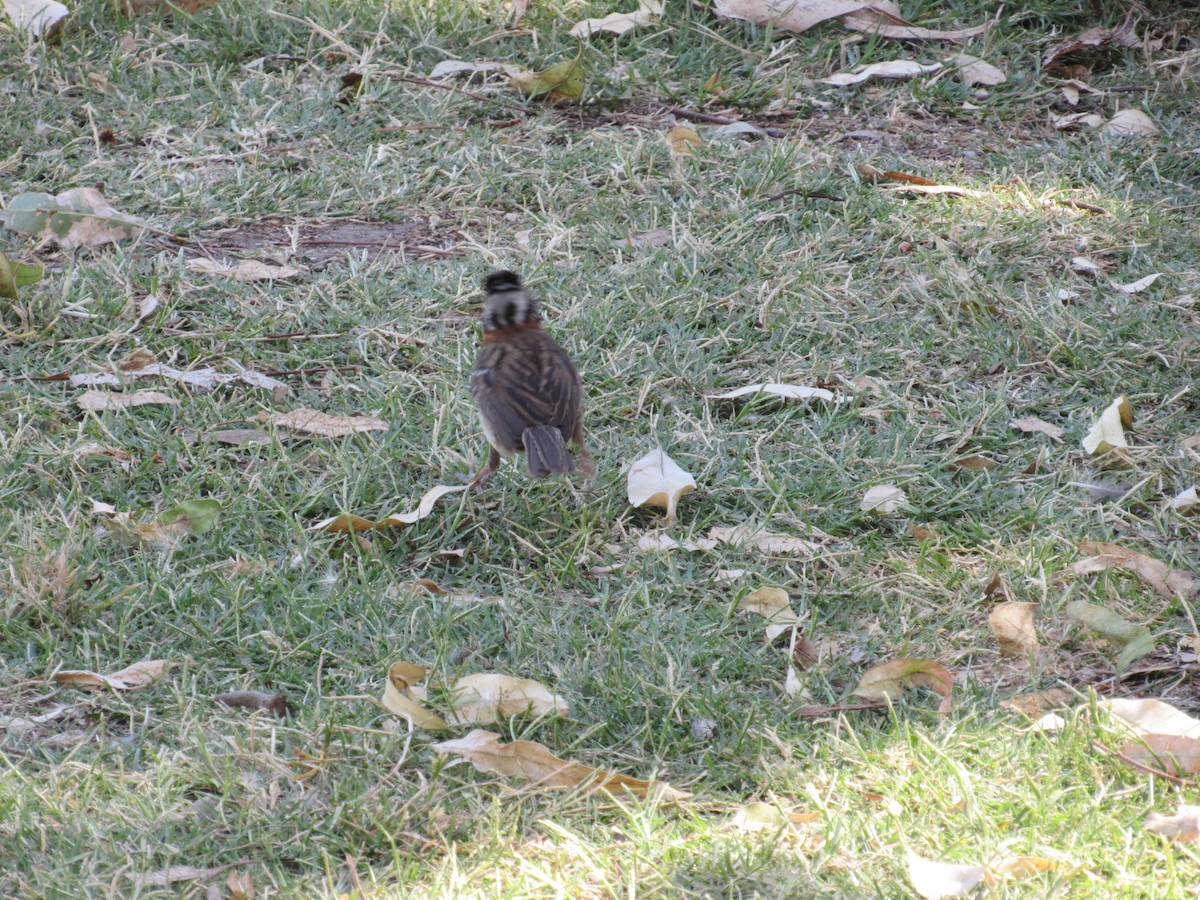 Rufous-collared Sparrow - ML620471392