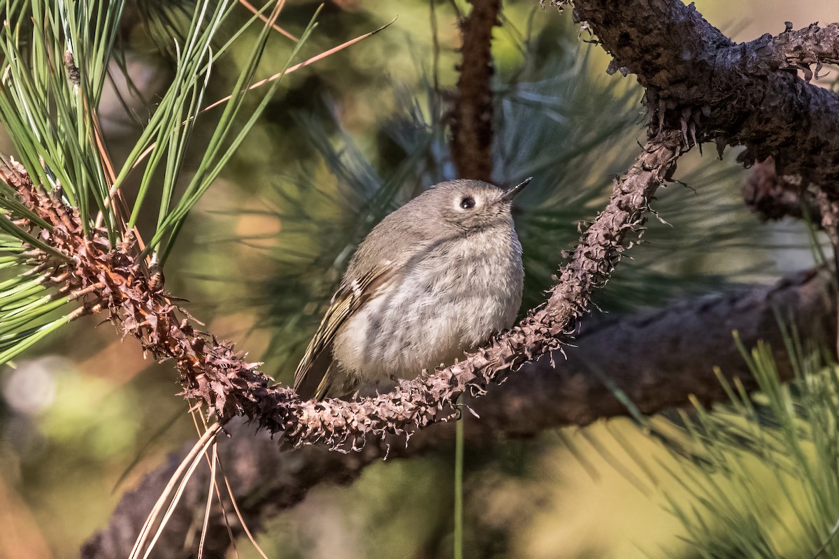 Ruby-crowned Kinglet - Jodi Boe