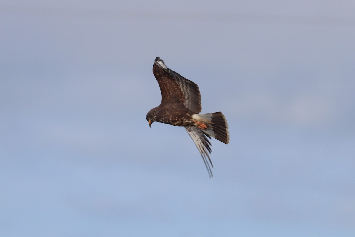 Schneckenbussard - ML620471399