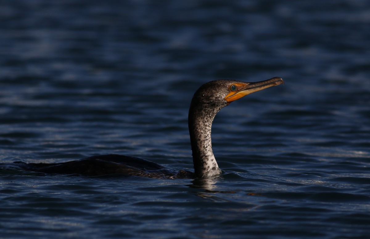 Double-crested Cormorant - ML620471400