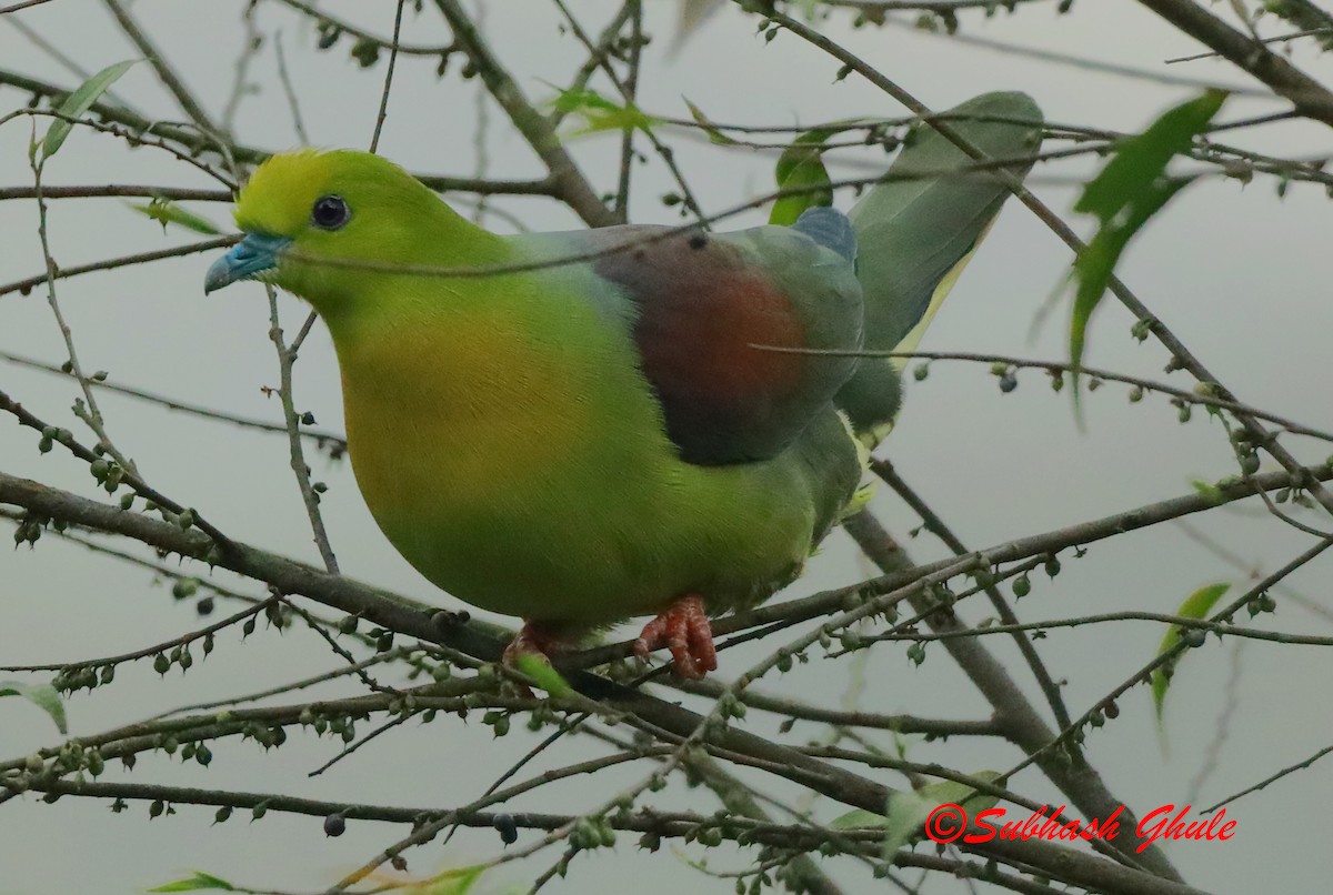 Wedge-tailed Green-Pigeon - ML620471404