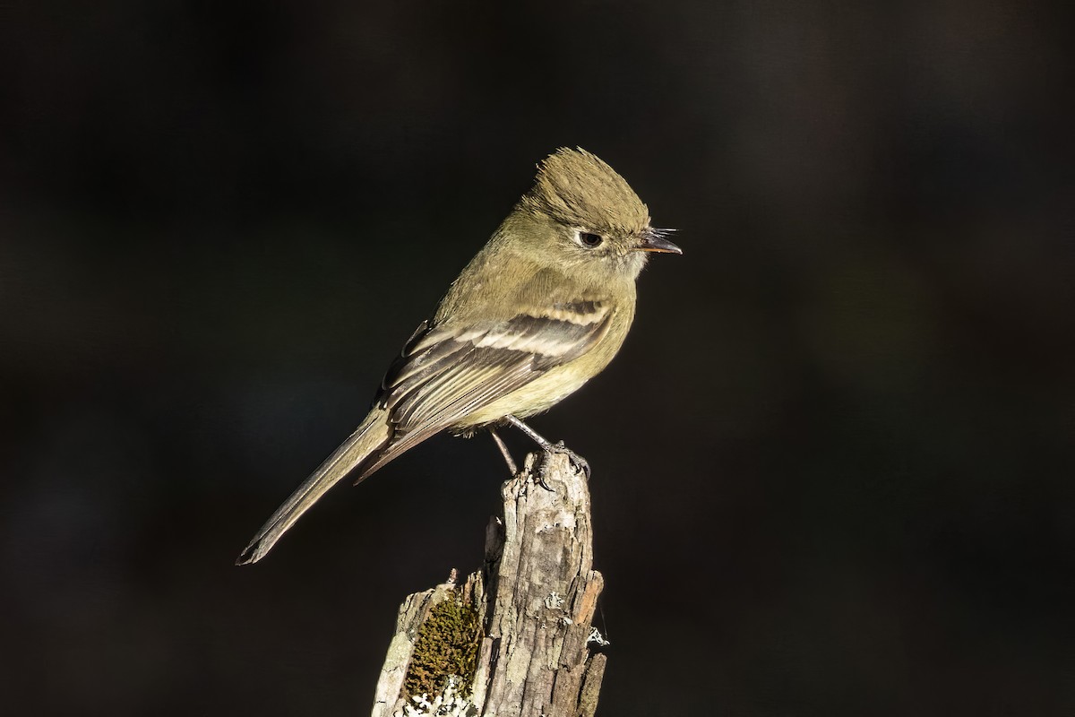 Western Flycatcher (Cordilleran) - ML620471407