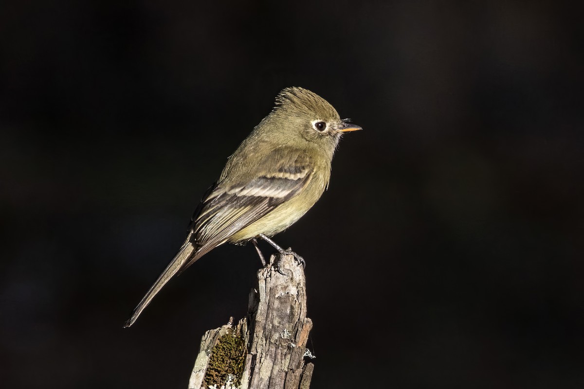 Western Flycatcher (Cordilleran) - ML620471408