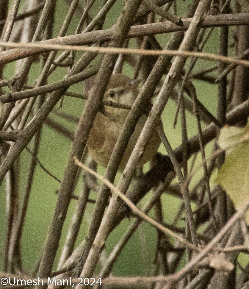 Blyth's Reed Warbler - ML620471411