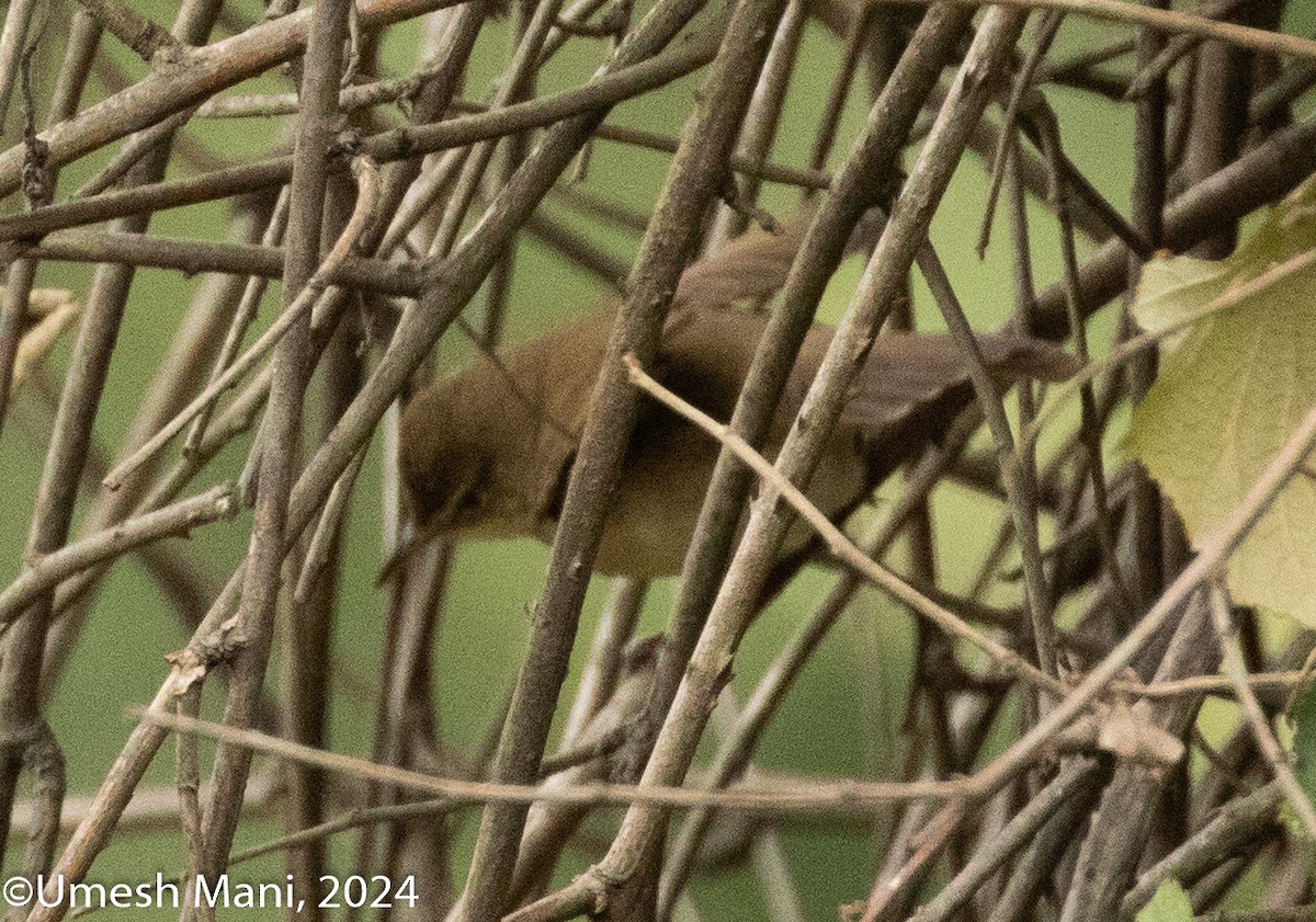 Blyth's Reed Warbler - Umesh Mani