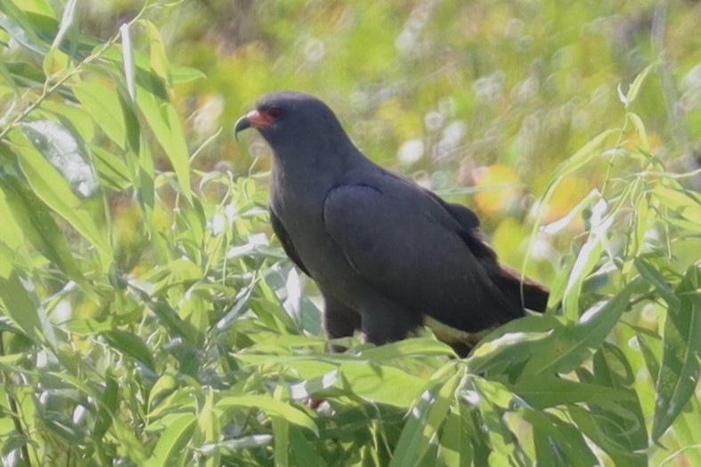 Snail Kite - ML620471414