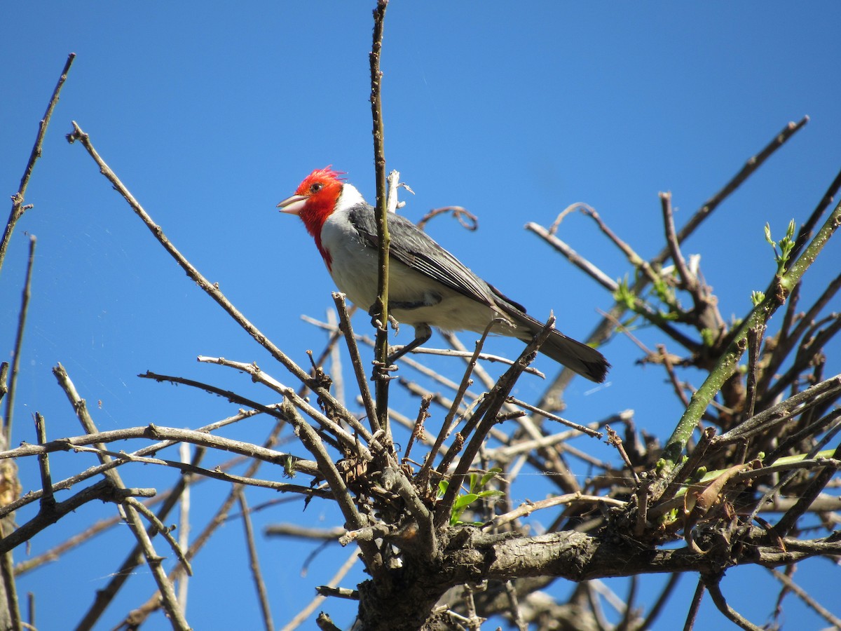 Red-crested Cardinal - Ailín Gabucci