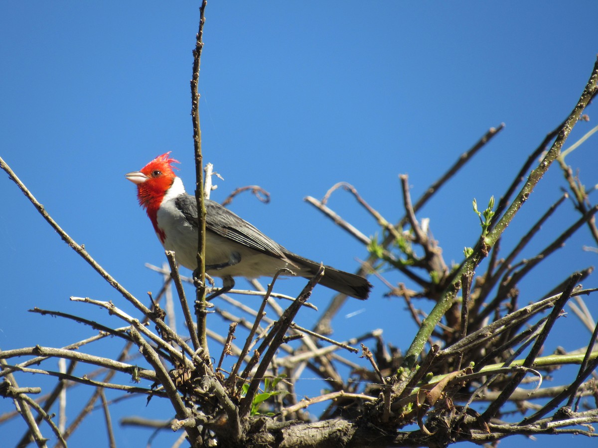 Red-crested Cardinal - ML620471416