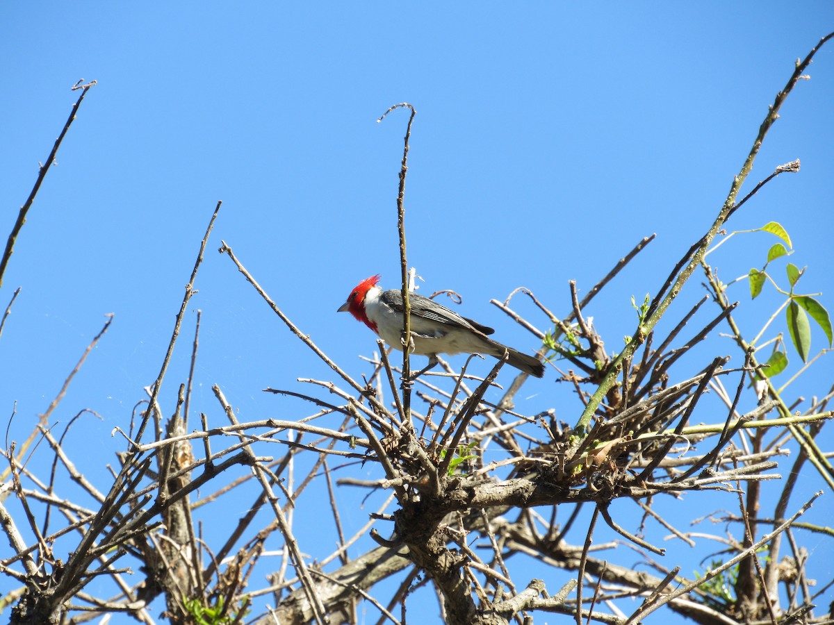 Red-crested Cardinal - ML620471417