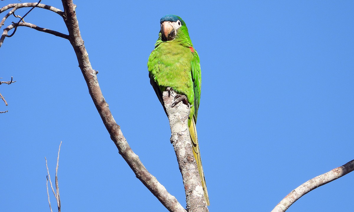Red-shouldered Macaw - ML620471418