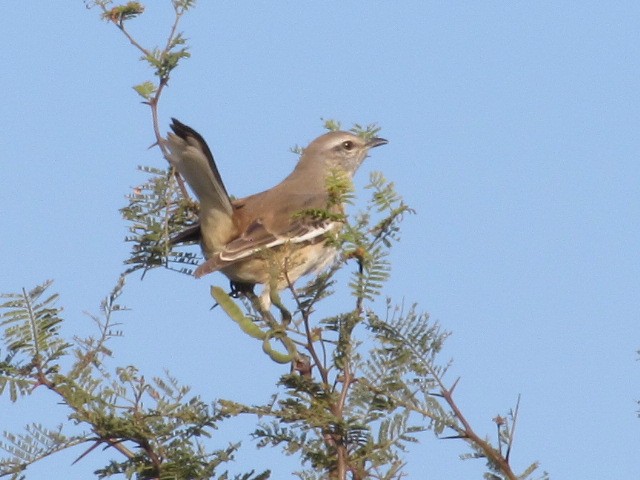 White-banded Mockingbird - ML620471419